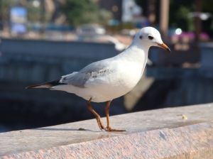 black headed gull oman