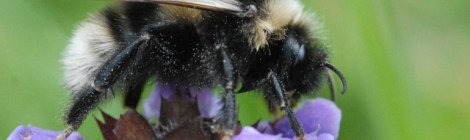 bombus subterraneus