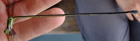 giant helicopter damselfly