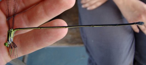 giant helicopter damselfly