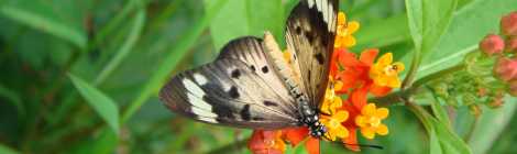 madagascar butterfly