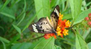 madagascar butterfly