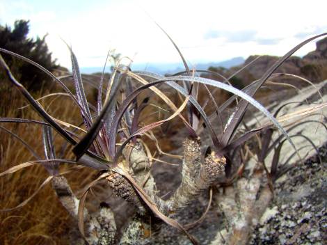 Mountain plant in Madagascar at 1800m