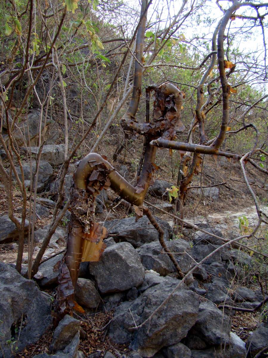 Boswellia Tree in Oman