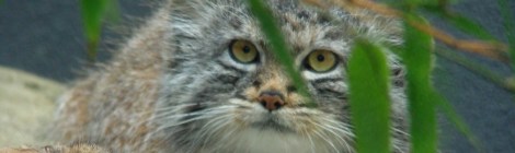 pallas's cat