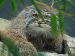 pallas's cat