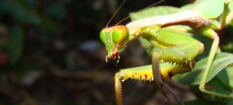 praying mantid feature