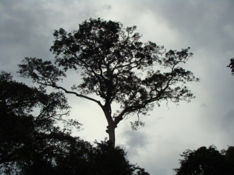 Emergent Tree Amazon