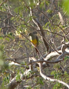 oman bruce's green pigeon