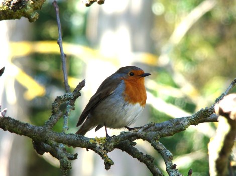 robin