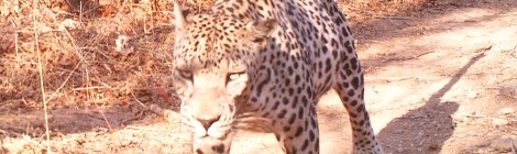 Lawrence Ball Conservation Biologist