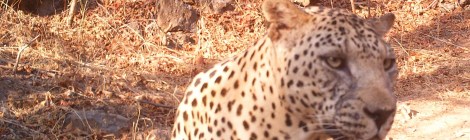 Lawrence Ball Conservation Biologist