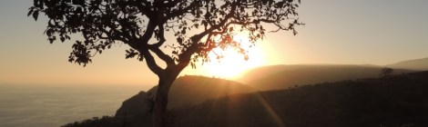 Lawrence Ball Conservation Biologist