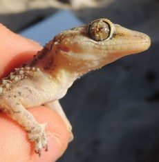 red sea leaf toad gecko