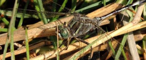 arabian dragonflies lawrence