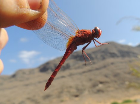 arabian dragonflies