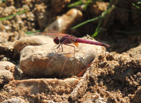 lawrence ball conservation biologist
