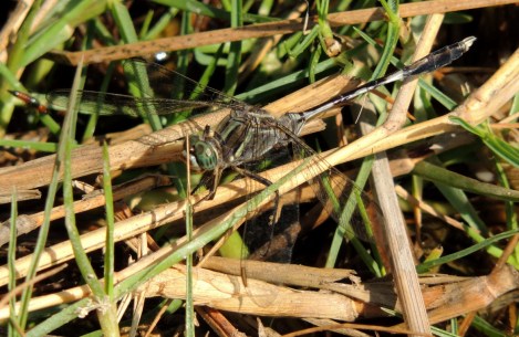 lawrence ball conservation