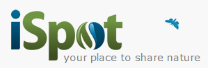 ispot