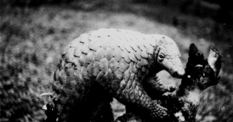 Pangolin
