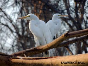 Egrets