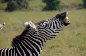Zebra