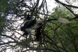 Colobus