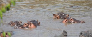 hippos