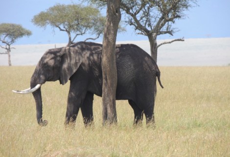 lawrence ball kenya field course