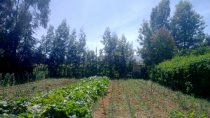 mount kenya farm