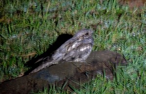 nightjar
