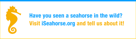 banner_iseahorse2_450x129