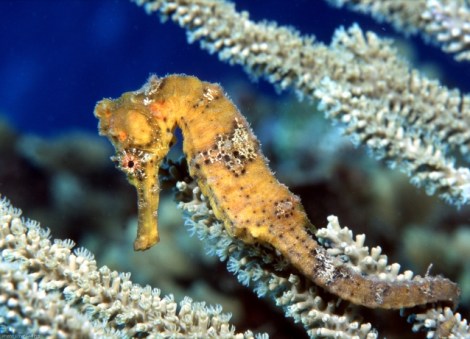 Ernst Seeling-GuyLian Seahorses