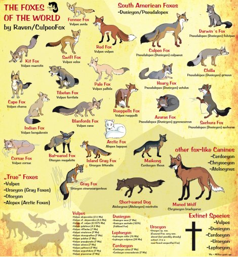 foxes of the world