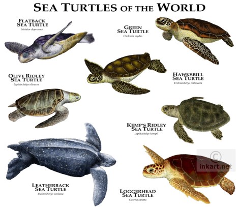 Sea Turtles